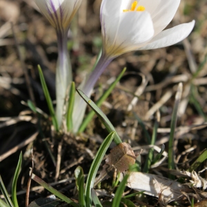 Photographie n°227552 du taxon Crocus versicolor Ker Gawl. [1808]