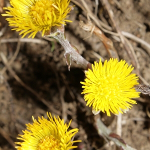 Photographie n°227563 du taxon Tussilago farfara L. [1753]