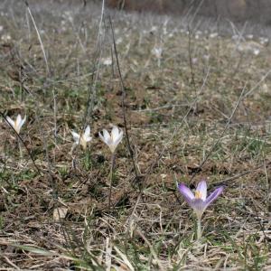 Photographie n°227567 du taxon Crocus versicolor Ker Gawl. [1808]