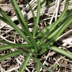 Photographie n°227572 du taxon Crocus versicolor Ker Gawl. [1808]