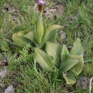 Photographie n°227590 du taxon Himantoglossum robertianum (Loisel.) P.Delforge [1999]