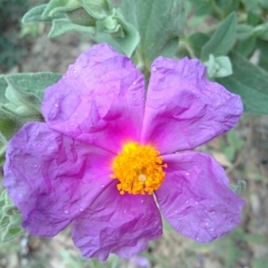 Photographie n°227593 du taxon Cistus albidus L. [1753]