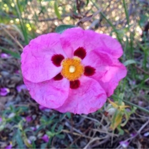 Cistus ×purpureus Lam.