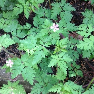 Photographie n°227619 du taxon Geranium robertianum L. [1753]