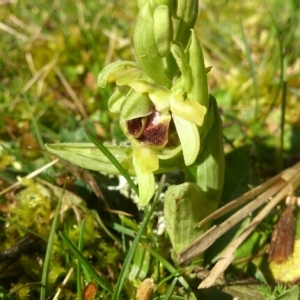 Photographie n°227643 du taxon Ophrys apifera Huds. [1762]