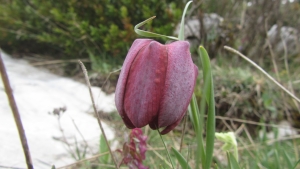 Jean Ciroux, le 27 avril 2014 (Andon (L'AUDIBERGUE))