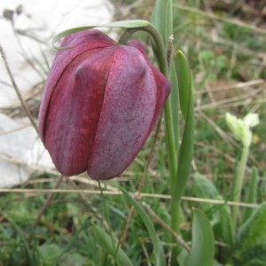 Fritillaria tubiformis Gren. & Godr. (Fritillaire du Dauphiné)