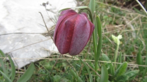 Jean Ciroux, le 27 avril 2014 (Andon (L'AUDIBERGUE))