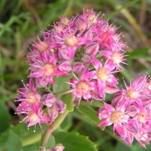 Photographie n°227656 du taxon Hylotelephium argutum (Haw.) Holub [1979]