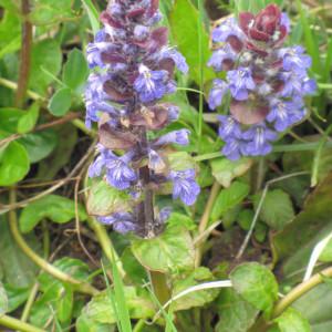 Photographie n°227657 du taxon Ajuga reptans L.