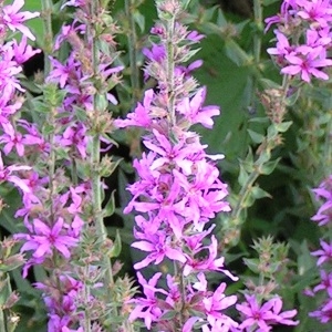 Photographie n°227659 du taxon Lythrum salicaria L.