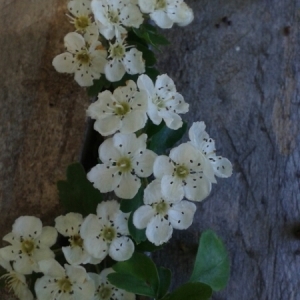 Photographie n°227660 du taxon Crataegus monogyna Jacq. [1775]