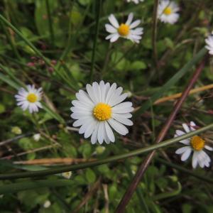 Bellis annua L. (Pâquerette annuelle)