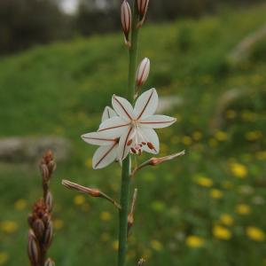 Photographie n°227723 du taxon Asphodelus fistulosus L. [1753]