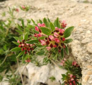 Monique CLÉRAMBAULT, le  2 avril 2014 (Vers-Pont-du-Gard (Pont-du-Gard))