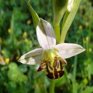 Photographie n°227737 du taxon Ophrys apifera Huds.
