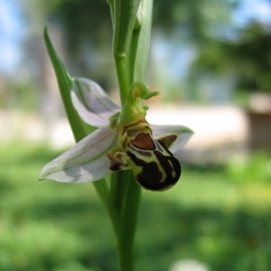 Photographie n°227738 du taxon Ophrys apifera Huds.