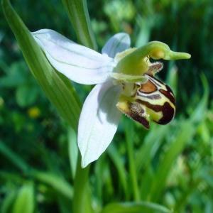 Photographie n°227739 du taxon Ophrys apifera Huds.