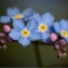   - Myosotis alpestris F.W.Schmidt [1794]