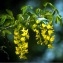   - Laburnum anagyroides Medik. [1787]