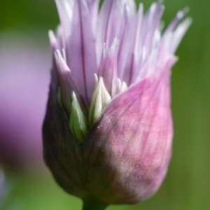 Photographie n°227786 du taxon Allium schoenoprasum L. [1753]