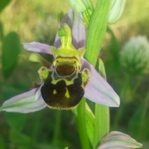 Photographie n°227789 du taxon Ophrys apifera Huds. [1762]