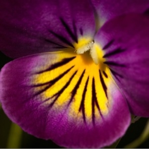 Photographie n°227790 du taxon Viola tricolor L. [1753]