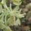  Genevieve Botti - Orchis provincialis Balb. ex DC. [1806]