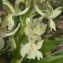  Genevieve Botti - Orchis provincialis Balb. ex DC. [1806]