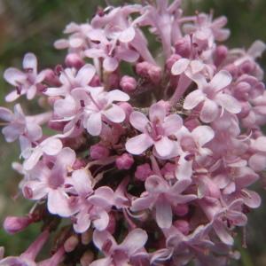 Photographie n°227818 du taxon Valeriana tuberosa L. [1753]