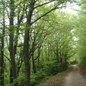 Photographie n°227822 du taxon Fagus sylvatica L. [1753]