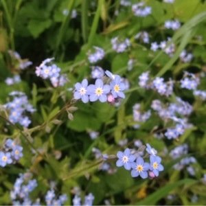  - Myosotis sylvatica Hoffm. [1791]