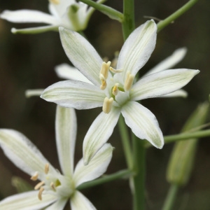 Ornithogalum brevistyla Wolfner (Ornithogale de Narbonne)