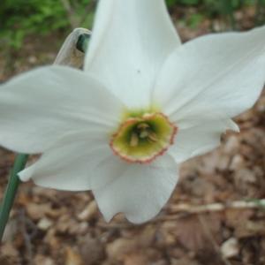 Photographie n°227873 du taxon Narcissus poeticus L. [1753]