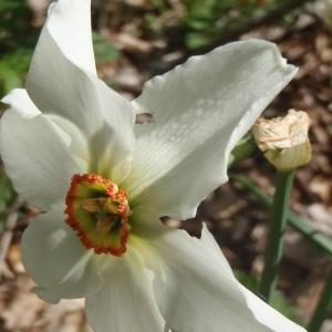 Photographie n°227874 du taxon Narcissus poeticus L. [1753]