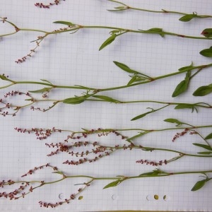 Photographie n°227898 du taxon Rumex acetosella L.
