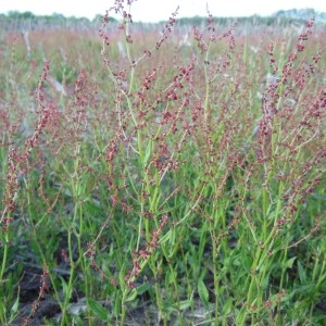 Photographie n°227907 du taxon Rumex acetosella L.