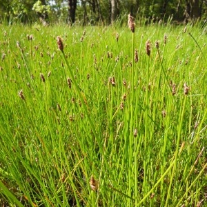 Photographie n°227911 du taxon Eleocharis palustris (L.) Roem. & Schult.