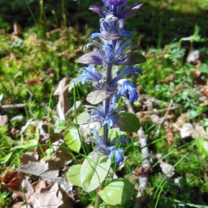 Photographie n°227916 du taxon Ajuga reptans L.