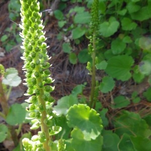 Photographie n°227932 du taxon Umbilicus rupestris (Salisb.) Dandy