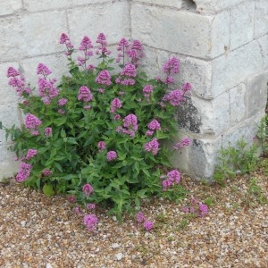 Photographie n°227950 du taxon Centranthus ruber (L.) DC.