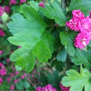 Photographie n°227972 du taxon Crataegus monogyna Jacq. [1775]