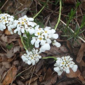 Photographie n°227981 du taxon Iberis saxatilis L. [1756]