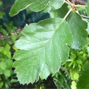 Photographie n°227989 du taxon Sorbus intermedia (Ehrh.) Pers. [1806]