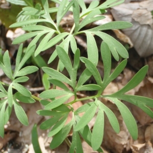 Photographie n°227998 du taxon Corydalis solida (L.) Clairv.