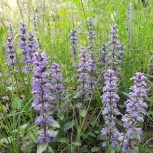 Photographie n°228021 du taxon Ajuga reptans L. [1753]