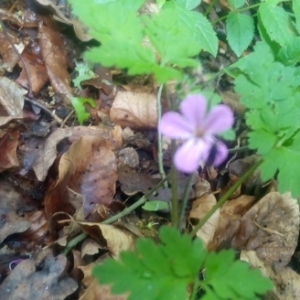 Photographie n°228028 du taxon Geranium robertianum L. [1753]