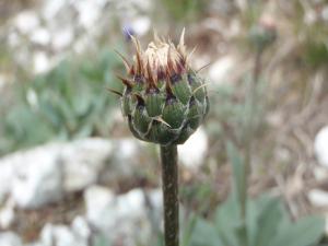 Genevieve Botti, le 25 avril 2014 (Nans-les-Pins (Le Paradis))
