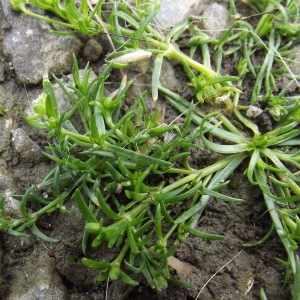 Photographie n°228098 du taxon Sagina procumbens subsp. procumbens