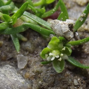 Sagina procumbens L. subsp. procumbens (Sagine couchée)